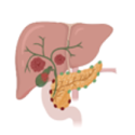 Biliary tract