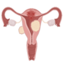 Uterus